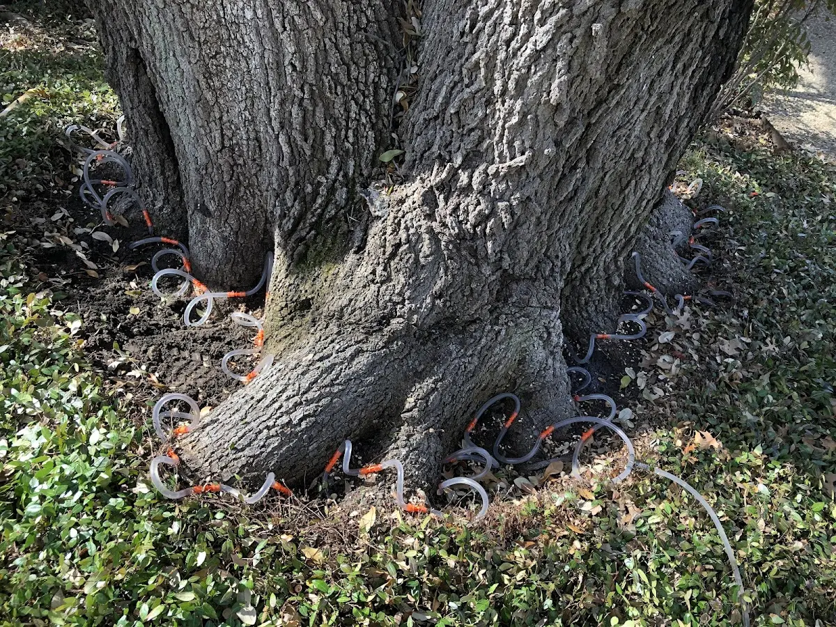 Detailed Tree Cabling and Bracing job site in Fair Grove
