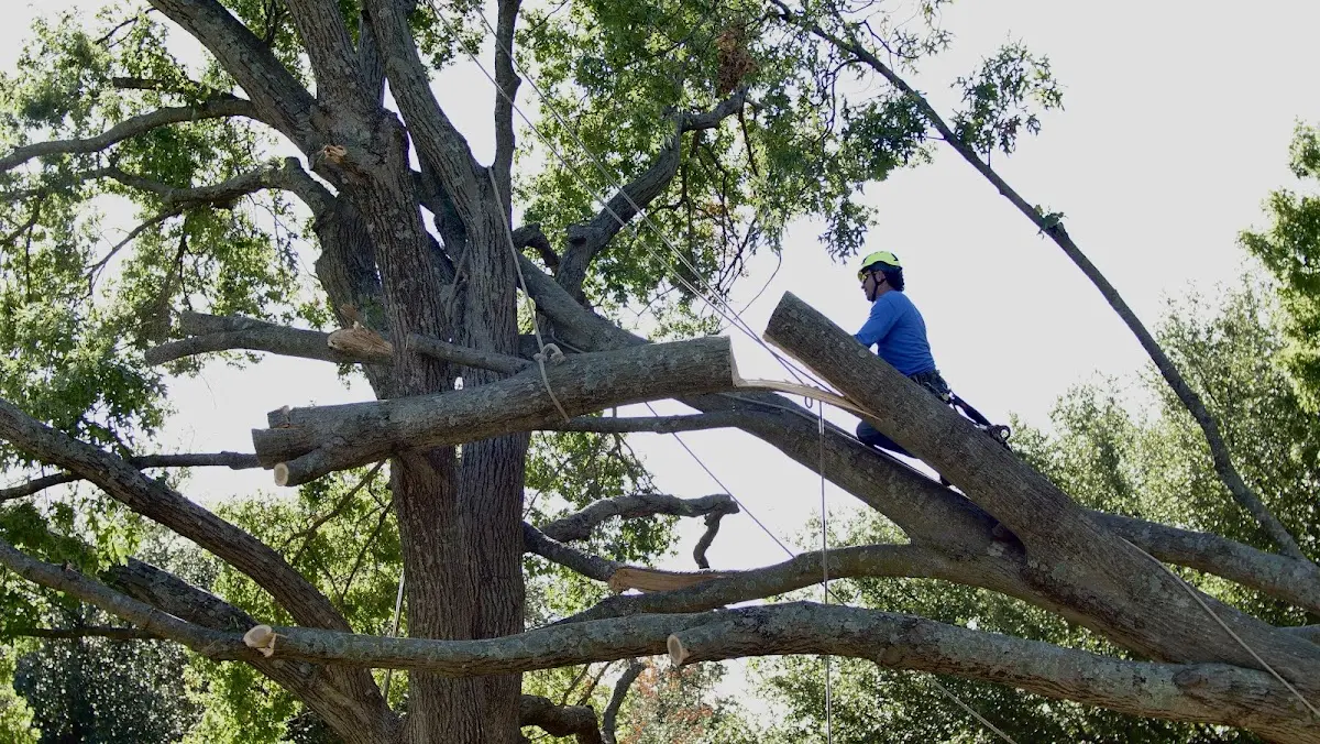 Professional Hazardous Tree Removal performed by certified arborists in Fair Grove